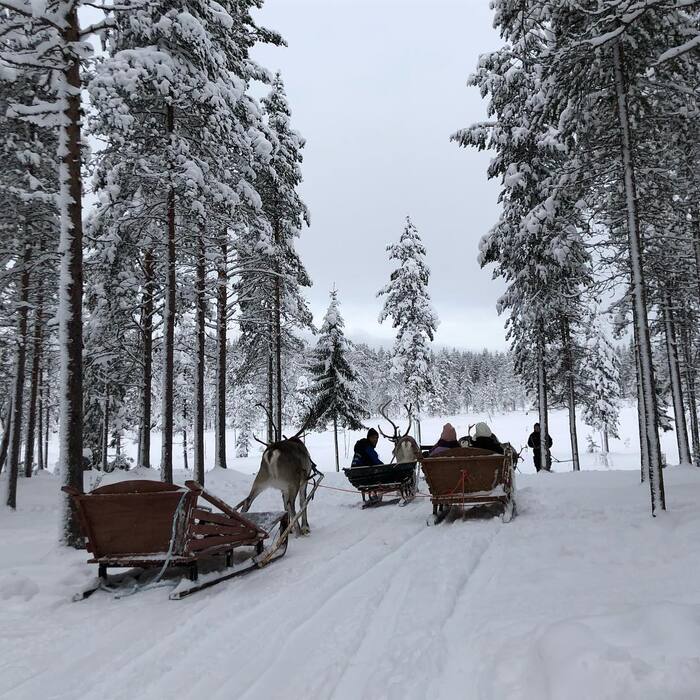 du lịch Lapland Phần Lan trải nghiệm lái xe tuần lộc 