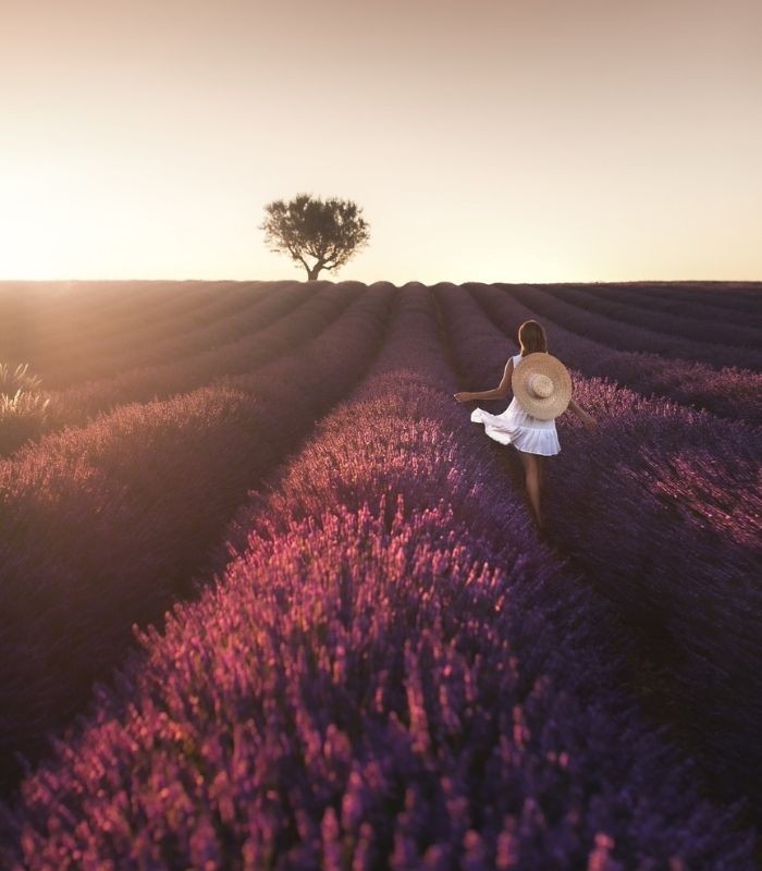 Thời điểm đẹp nhất để chụp ảnh tại cánh đồng oải hương ở cao nguyên Valensole