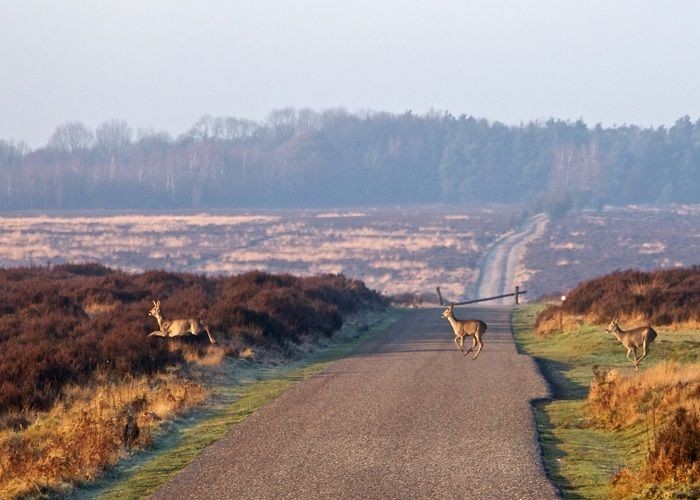 Vẻ đẹp hoang dã đến từ Hoge Veluwe National Park.- địa điểm du lịch Hà Lan
