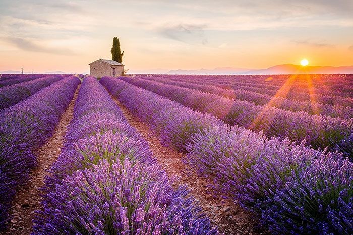 Oải hương Provence bát ngát.- du lịch châu âu tháng 7
