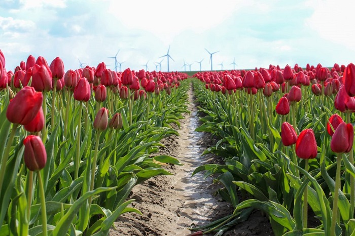 Goeree-Overflakkee cánh đồng hoa tulip ở Hà Lan mà bạn không thể bỏ qua