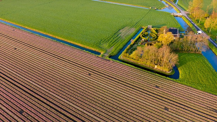 Zeeuws-Vlaanderen cánh đồng hoa tulip ở Hà Lan mà bạn không thể bỏ qua
