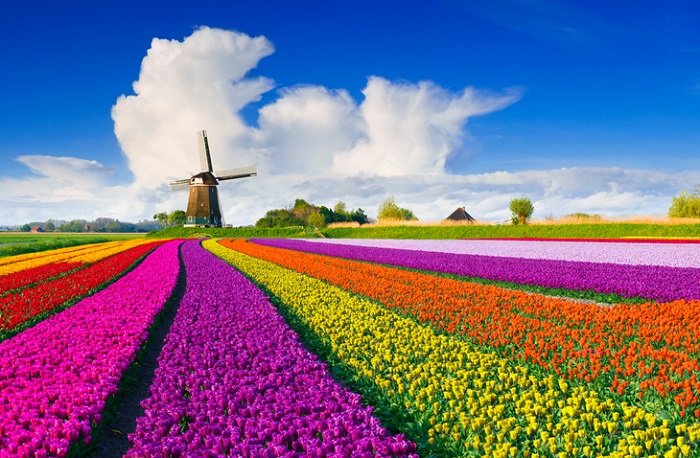 Những điểm ngắm hoa Tulip đẹp nhất mà bạn có thể ghé thăm trong chuyến hành trình du lịch Hà Lan của mình