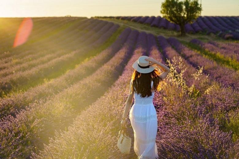 Cánh đồng hoa lavender ở Gordes