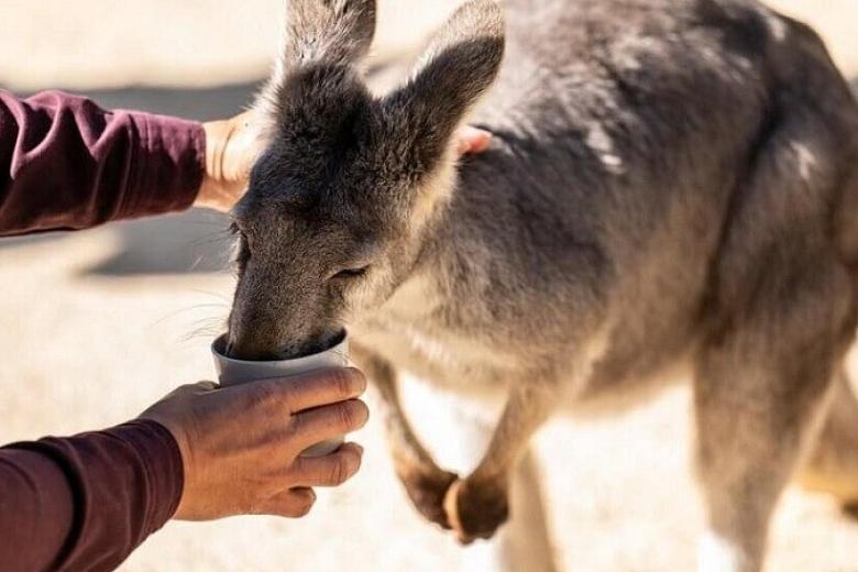 Featherdale Wildlife Park