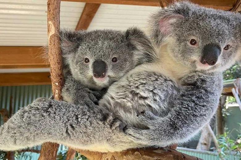 Featherdale Wildlife Park