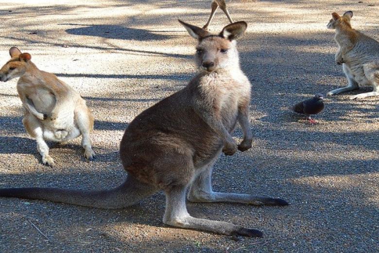 Featherdale Wildlife Park